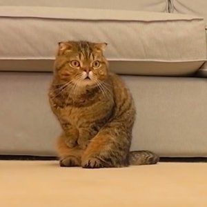 Meet your Posher, Posh